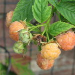 Gele framboos, Herfstframboos - Rubus idaeus 'Golden Everest'