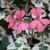 Pelargonium x hortorum 'Leonora Enking'