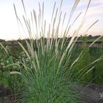 Pennisetum macrourum - Lampenpoetsersgras