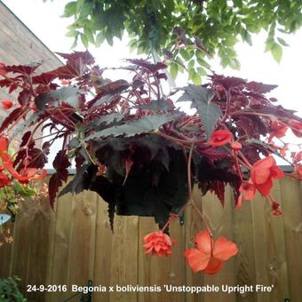 Begonia x boliviensis 'Unstoppable Upright Fire'