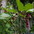 Leycesteria formosa 'Purple Rain'