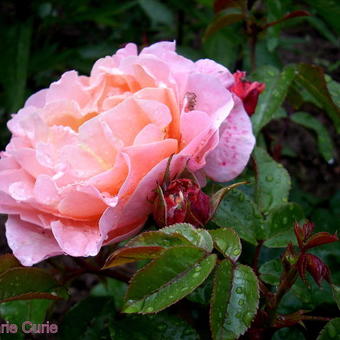 Rosa 'Marie Curie'