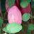 Fuchsia procumbens