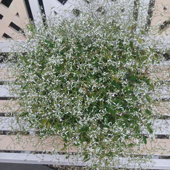 Euphorbia hypericifolia 'Silver fog'