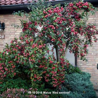 Malus 'Red Sentinel'