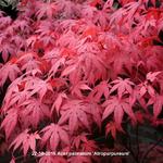 Acer palmatum 'Atropurpureum' - Japanse esdoorn - Acer palmatum 'Atropurpureum'