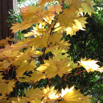 Acer shirasawanum 'Aureum'