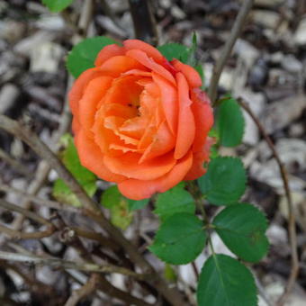 Rosa 'Orange Juwel'