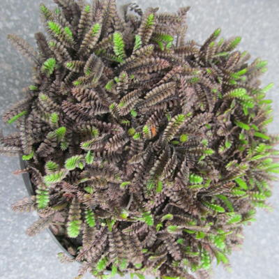 Koperknoopje - Leptinella squalida 'Platt's Black'