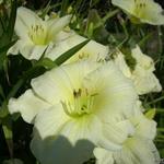Hemerocallis (witte varieteiten) - Daglelie