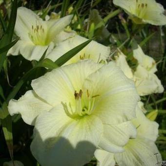 Hemerocallis (witte varieteiten)