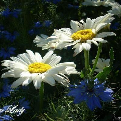 Leucanthemum x superbum 'Snow Lady' - Margriet