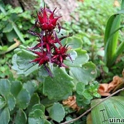 vetkruid / rode muurpeper - Sedum spurium 'Schorbuser Blut'