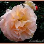 Rosa 'Apricot Queen Elizabeth' - Roos