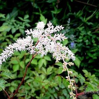 Astilbe thunbergii 'Betsy Cuperus'