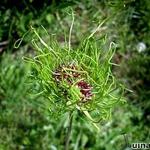 Allium 'Hair' - Sierui, kraaiknoflook