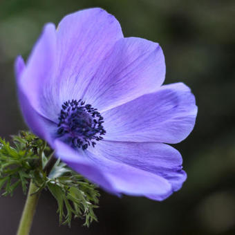 Anemone coronaria 'Mr Fokker'