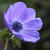 Anemone coronaria 'Mr Fokker'