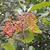 Photinia x fraseri 'Red Robin'
