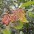 Photinia x fraseri 'Red Robin'