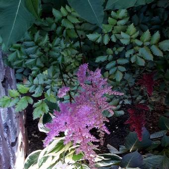 Astilbe  chinensis 'Heart and Soul'