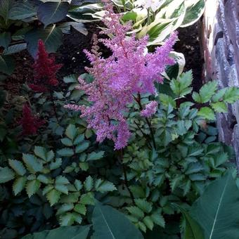 Astilbe  chinensis 'Heart and Soul'