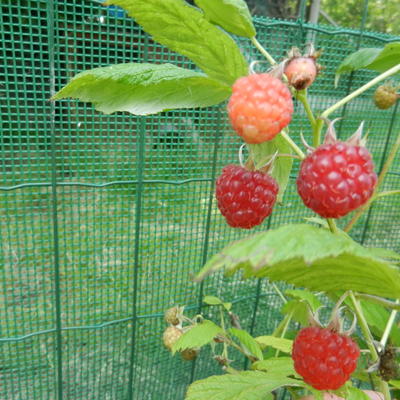 Herfstframboos - Rubus idaeus 'Aroma Queen'