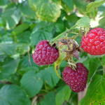 Rubus idaeus 'Himbo top' - Herfstframboos
