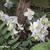 Helleborus niger