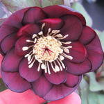 Helleborus orientalis 'Black Petticoat' - Nieskruid