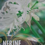 Nerine bowdenii 'Alba' - Kliplelie