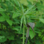 Arisaema ciliatum var liubaense - Chinese cobralelie