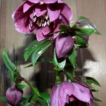 Helleborus orientalis 'Wilgenbroek Double Pink'