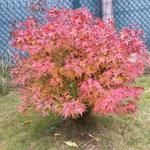Acer palmatum 'Red Wine' - Japanse esdoorn