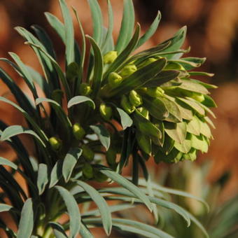 Euphorbia characias subsp. wulfenii 'Shorty'