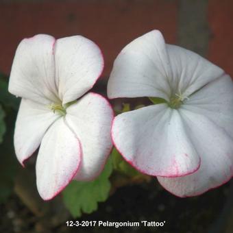 Pelargonium 'Tattoo'