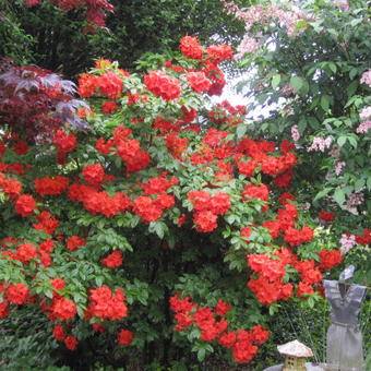 Rhododendron x kosteranum