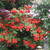 Rhododendron x kosteranum