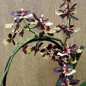 Cambria orchidee