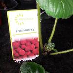 Fragaria x ananassa 'Framberry' - Frambozenaardbei