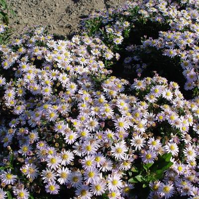 Aster - Aster ageratoides 'Stardust'