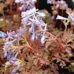 Corydalis flexuosa  'Purple Leaf' - Helmbloem