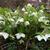Helleborus orientalis 'White LADY'