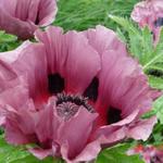 Papaver orientale  'Patty's Plum' - Oosterse papaver