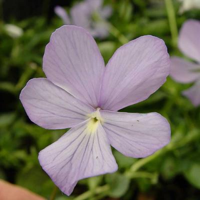 Hoornviooltje - Viola cornuta 'Boughton Blue'