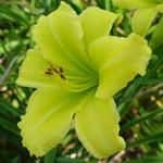 Hemerocallis 'Green Flutter' - Daglelie