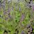 Salvia verticillata 'Hannays Blue'