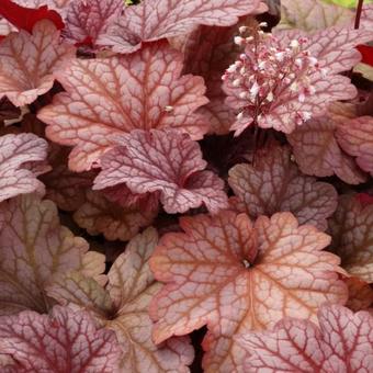 Heuchera 'Berry Smoothie'