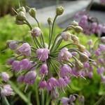 Allium cernuum - Amerikaanse look