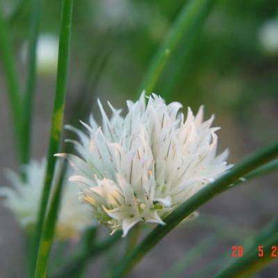 Bieslook - Allium schoenoprasum 'Album'